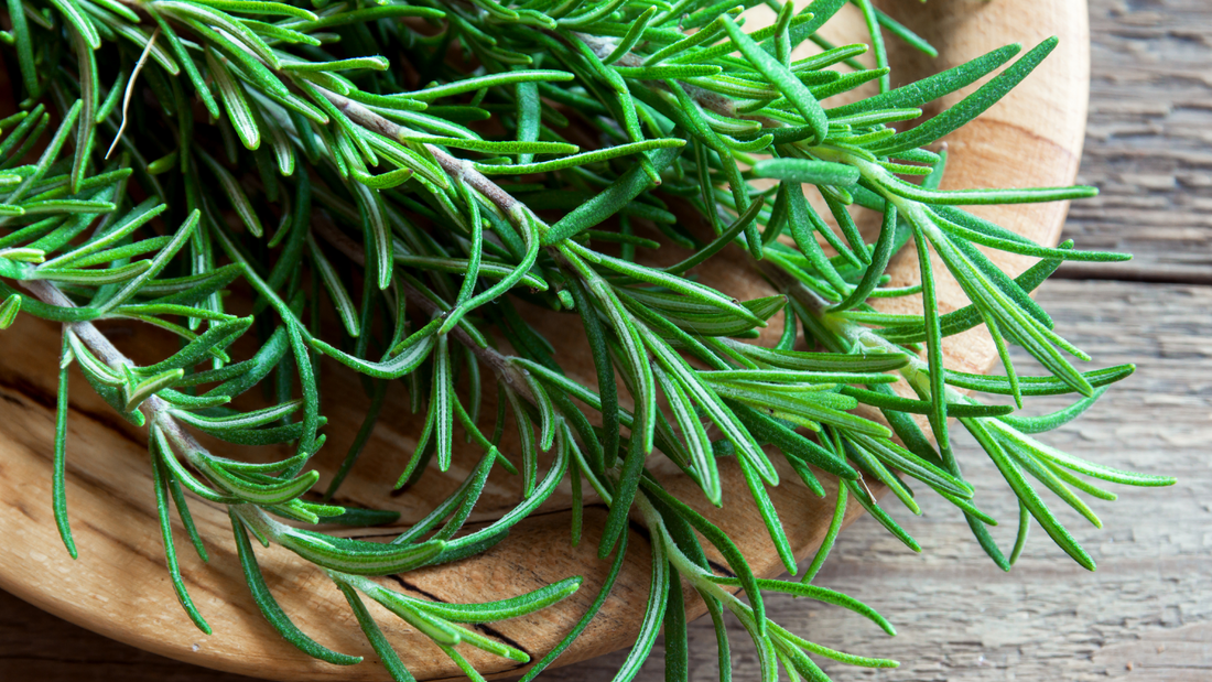 Rediscovering Rosemary: A Journey Through the Essence of Wellness