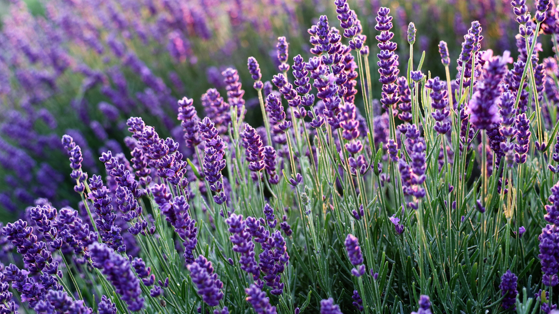 Does Lavender Repel Mosquitoes?